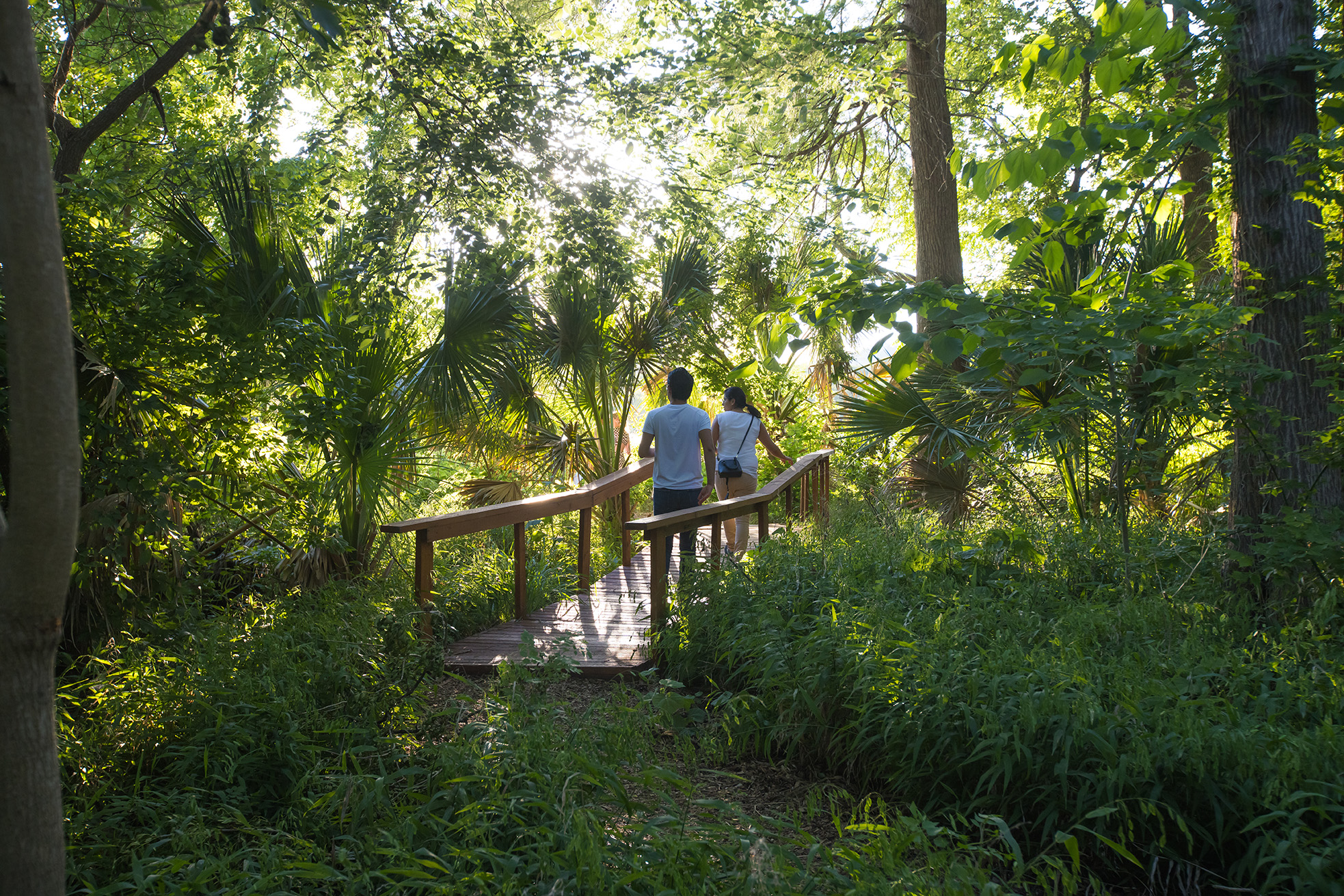 Laguna Gloria woodland