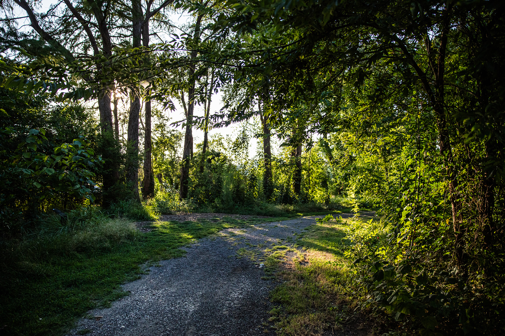 Wooded pathway